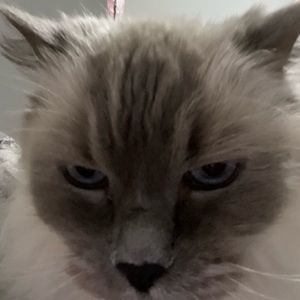 Meet your Posher, Iris